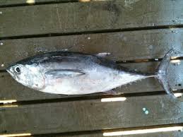 Image result for Thunnus atlanticus