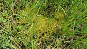 Attēlu rezultāti vaicājumam “Bryum schleicheri”