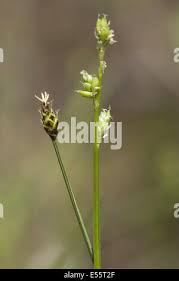 Attēlu rezultāti vaicājumam “Carex loliacea leaf”