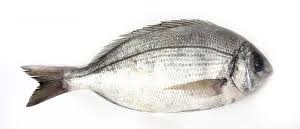 Image result for Spondyliosoma cantharus