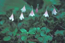 Attēlu rezultāti vaicājumam “Linnaea borealis flower”