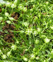 Attēlu rezultāti vaicājumam “Sagina procumbens flower”