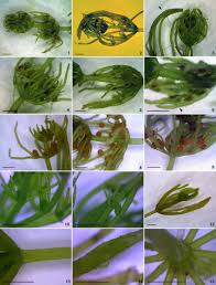 Attēlu rezultāti vaicājumam “Chara intermedia female”