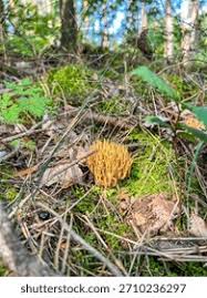 Attēlu rezultāti vaicājumam “Ramaria stricta”