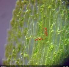 Attēlu rezultāti vaicājumam “Dicranella staphylina”