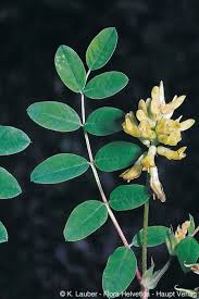 Attēlu rezultāti vaicājumam “Astragalus glycyphyllos”