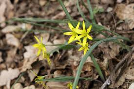 Attēlu rezultāti vaicājumam “Gagea pratensis flower”