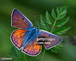 Attēlu rezultāti vaicājumam “Lycaena alciphron underside”
