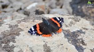 Attēlu rezultāti vaicājumam “Vanessa atalanta upperside”