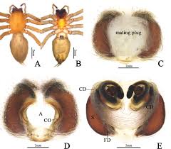 Attēlu rezultāti vaicājumam “Cheiracanthium sp. male”