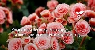 Image result for Бегония Элатиор 12х22 4601887072423