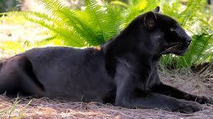 Image result for Maraschino Black 1981 Jaguar