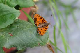 Attēlu rezultāti vaicājumam “Melitaea didyma”