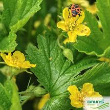 Attēlu rezultāti vaicājumam “Waldsteinia geoides flower”