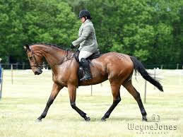 Image result for Chobham and District Riding Club