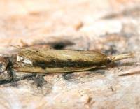 Attēlu rezultāti vaicājumam “Mucronella”