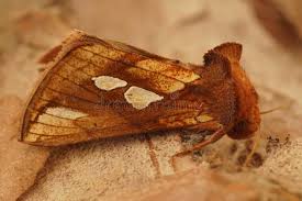 Attēlu rezultāti vaicājumam “Plusia festucae”