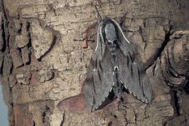 Attēlu rezultāti vaicājumam “Sphinx pinastri”