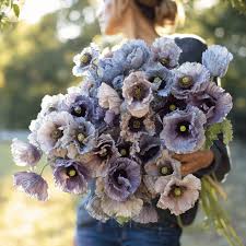 Attēlu rezultāti vaicājumam “Papaver rhoeas”