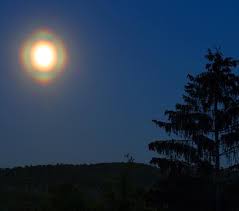 Attēlu rezultāti vaicājumam “pollen corona”
