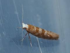 Attēlu rezultāti vaicājumam “Argyresthiidae”