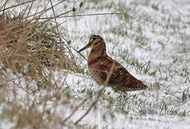 Attēlu rezultāti vaicājumam “Scolopax rusticola nest”