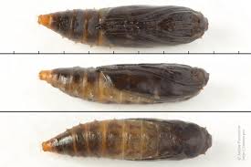 Attēlu rezultāti vaicājumam “Acrolepiopsis assectella”