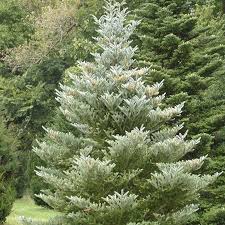 Attēlu rezultāti vaicājumam “Abies koreana”