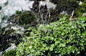 Attēlu rezultāti vaicājumam “Pellia neesiana”