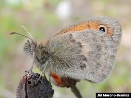 Attēlu rezultāti vaicājumam “Coenonympha pamphilus”