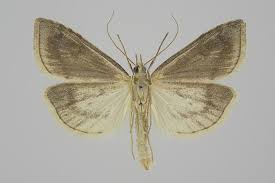 Attēlu rezultāti vaicājumam “Udea lutealis”