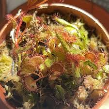 Image result for Drosera