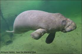 Image result for Manunitid