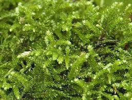 Attēlu rezultāti vaicājumam “Eurhynchium angustirete”