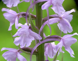 Attēlu rezultāti vaicājumam “Gymnadenia conopsea flower”