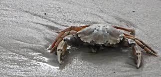 Image result for Cancer pagurus