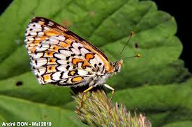 Attēlu rezultāti vaicājumam “Melitaea cinxia upperside”
