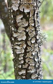 Attēlu rezultāti vaicājumam “Stereum rugosum”