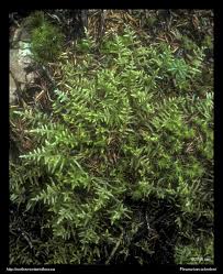 Attēlu rezultāti vaicājumam “Pleurozium schreberi sporophyte”