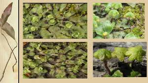 Attēlu rezultāti vaicājumam “Reboulia hemisphaerica”