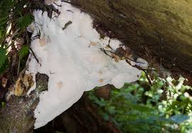 Attēlu rezultāti vaicājumam “Skeletocutis odora”