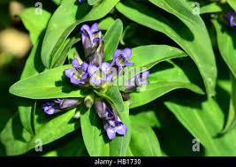 Attēlu rezultāti vaicājumam “Gentiana cruciata bud”