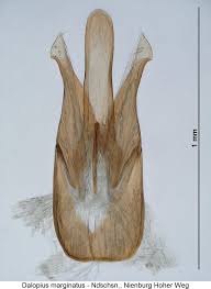 Attēlu rezultāti vaicājumam “Dalopius marginatus”