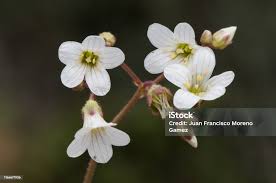 Attēlu rezultāti vaicājumam “Saxifraga granulata”
