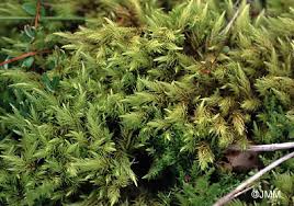 Attēlu rezultāti vaicājumam “Aulacomnium palustre”