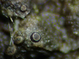 Attēlu rezultāti vaicājumam “Licea minima”