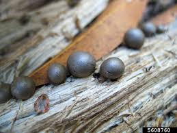 Attēlu rezultāti vaicājumam “Lycogala sp.”