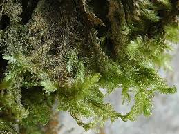 Attēlu rezultāti vaicājumam “Neckera crispa”