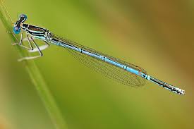 Attēlu rezultāti vaicājumam “Platycnemis pennipes male”