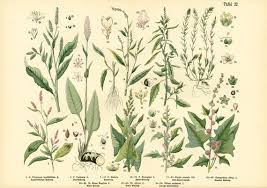 Attēlu rezultāti vaicājumam “Polygonaceae”